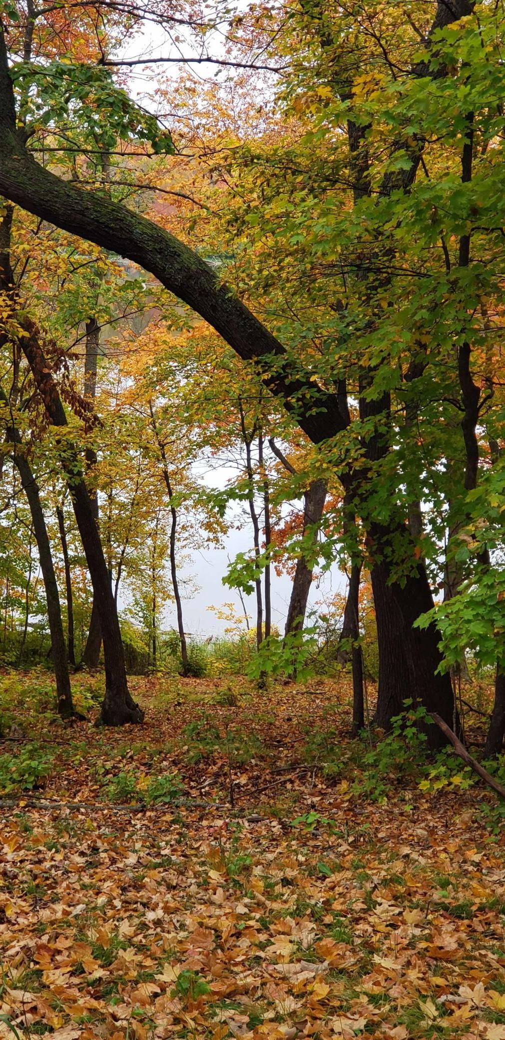 9104 Rachel Shores SW