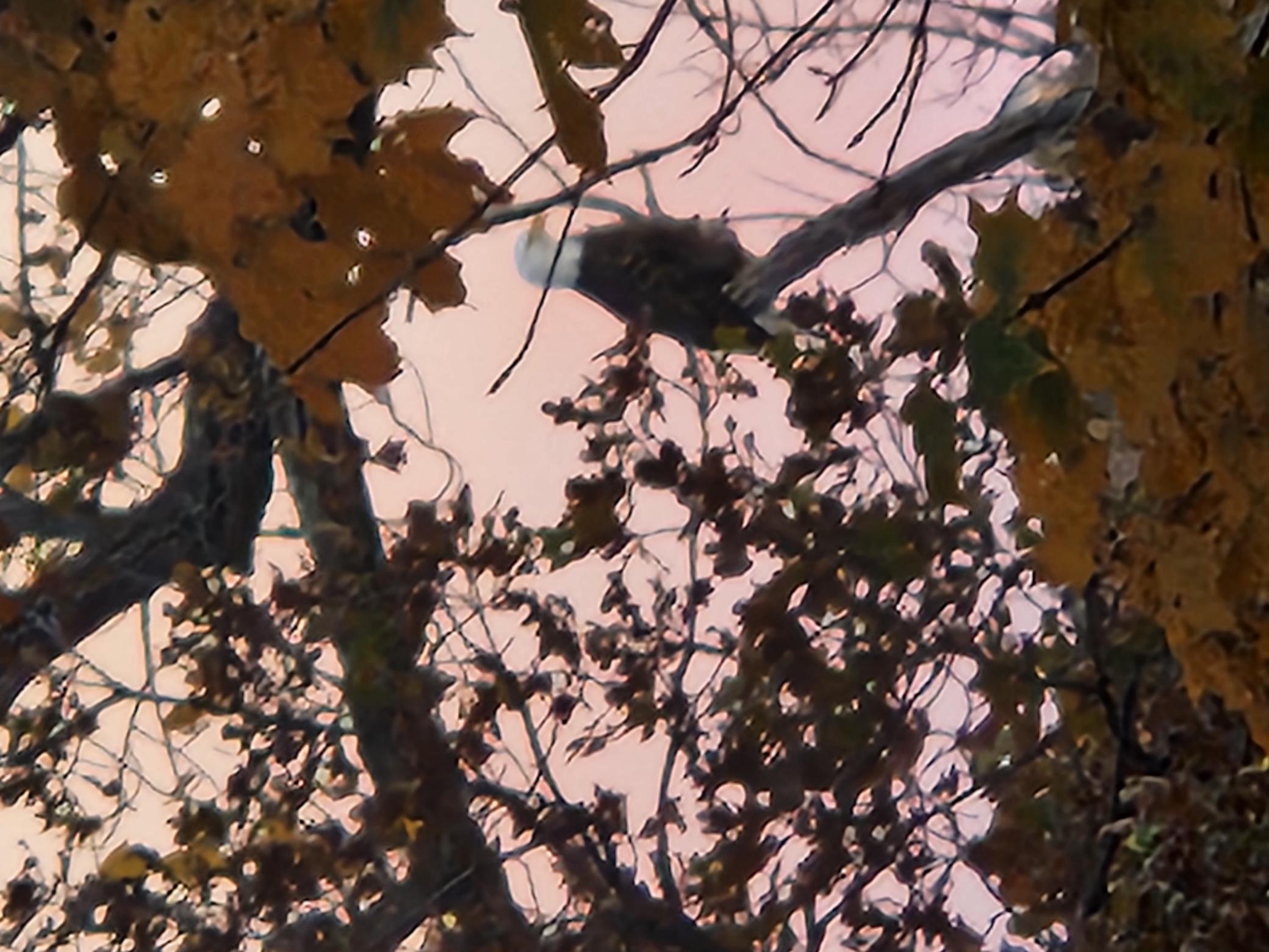 9104 Rachel Shores SW