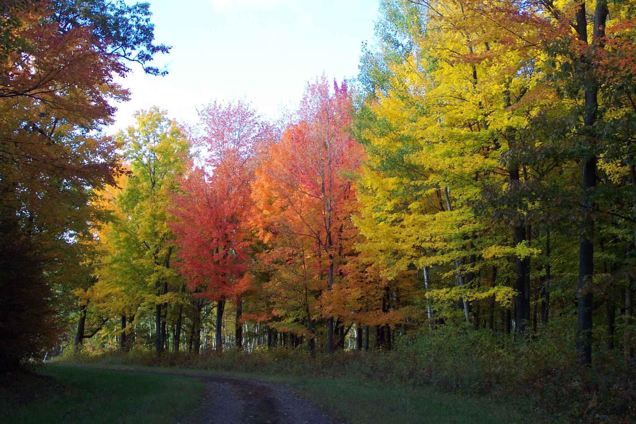 xxx White Oak Dr (Lot 303)