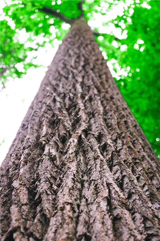 393 The Falls Court NE