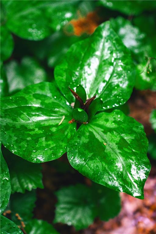 393 The Falls Court NE