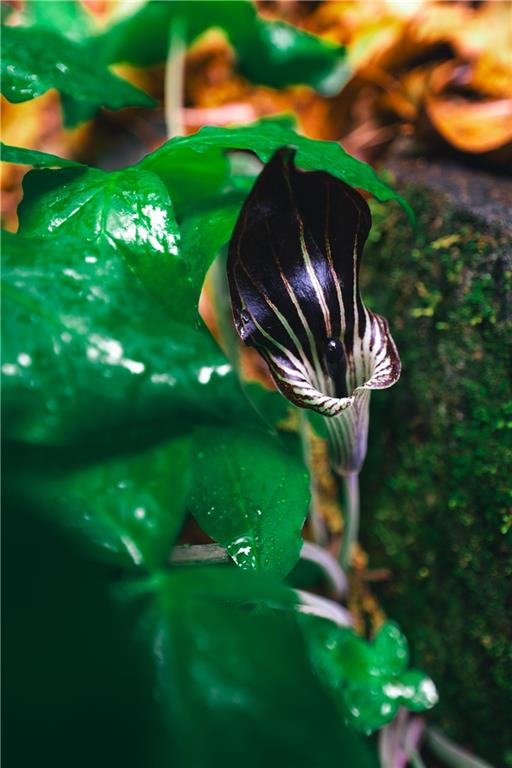 393 The Falls Court NE