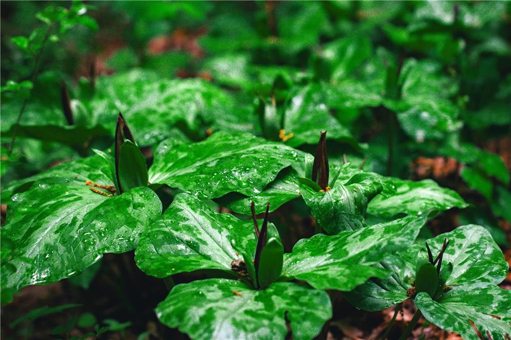 393 The Falls Court NE