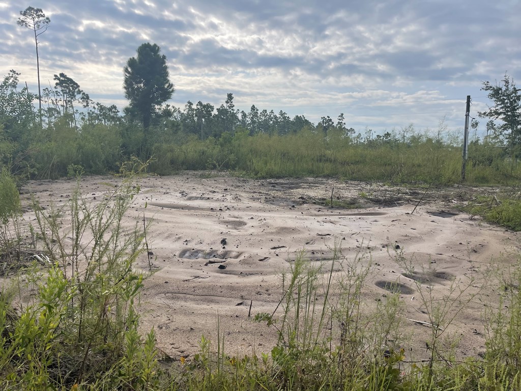 Sandy clearing on a vacant lot bordered by tall grass and pine trees.