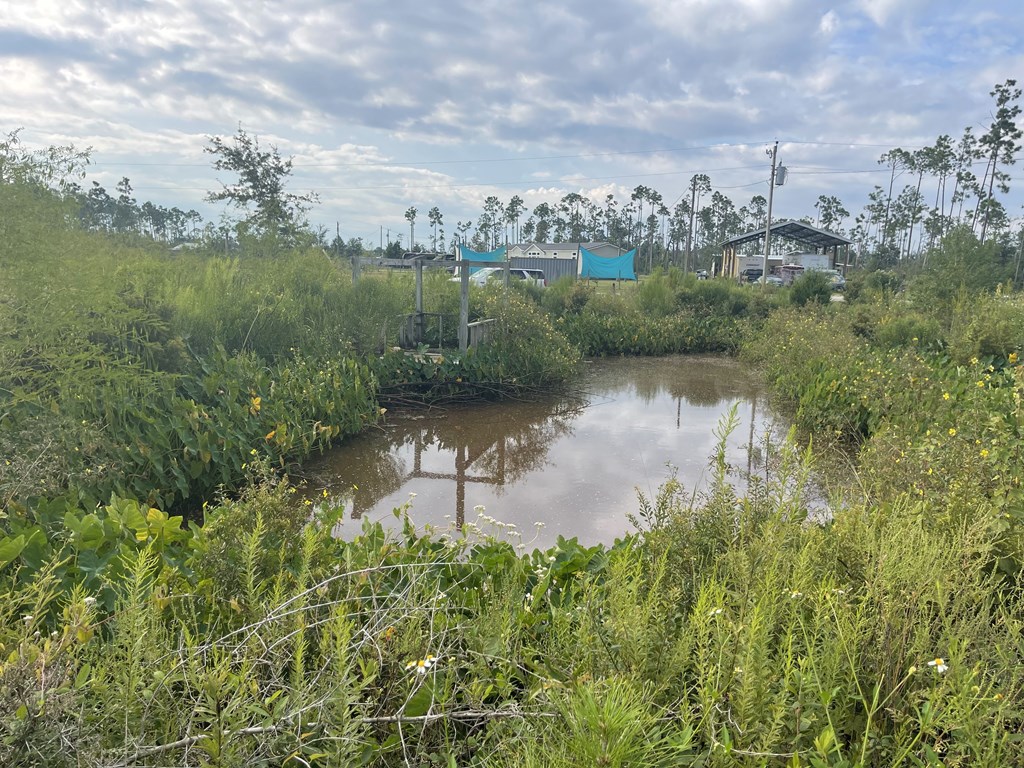 Overgrown property with a small pond, scattered trees, and buildings in the distance.
