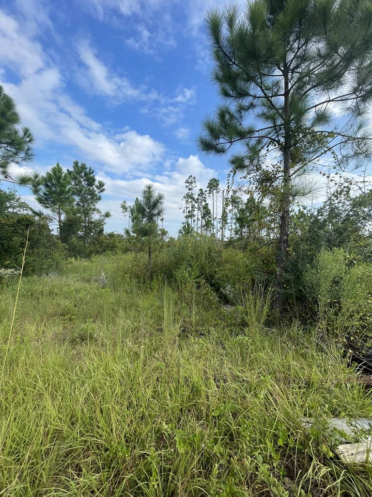 Overgrown vacant lot with tall grasses, shrubs, and scattered pine trees.