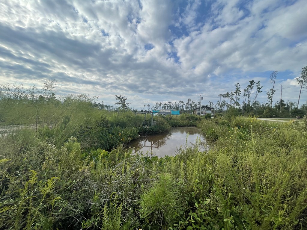 Overgrown property pond with distant structures beneath a cloudy sky.