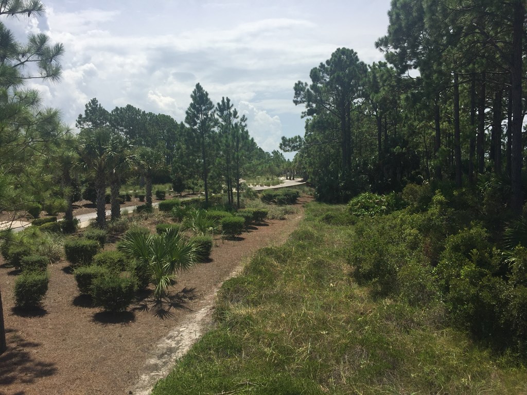 Grassy vacant lot beside a landscaped road curving through pine trees and palms.