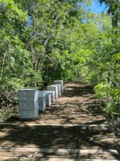 Wooden boardwalk through a leafy wooded area, with gray utility boxes along one side.