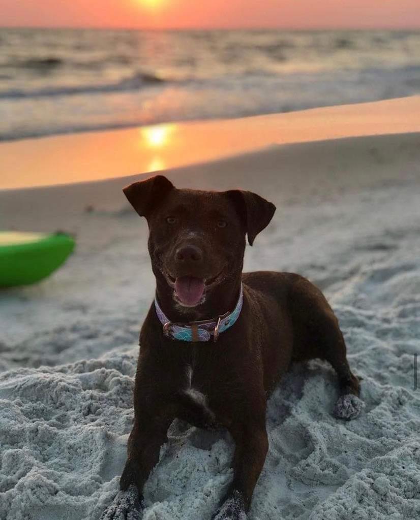 A dark brown dog in a blue patterned collar lies on beach sand at sunset.