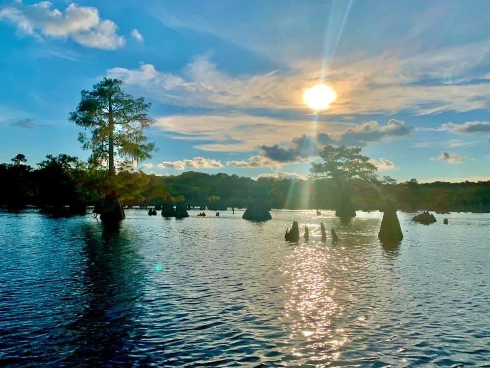 Sunset over water dotted with cypress trees and stumps, with a wooded shoreline in the distance.