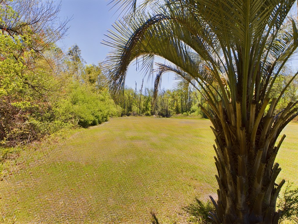 Grassy yard bordered by trees, with a large palm tree in the foreground.