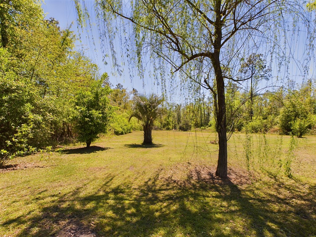 Grassy property clearing beneath a weeping tree, with a palm and wooded edges.