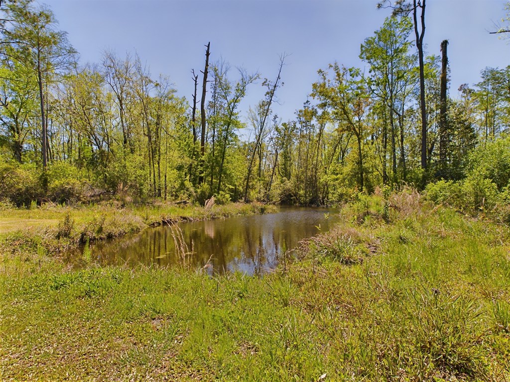 Small pond in a grassy clearing surrounded by tall trees and woodland.