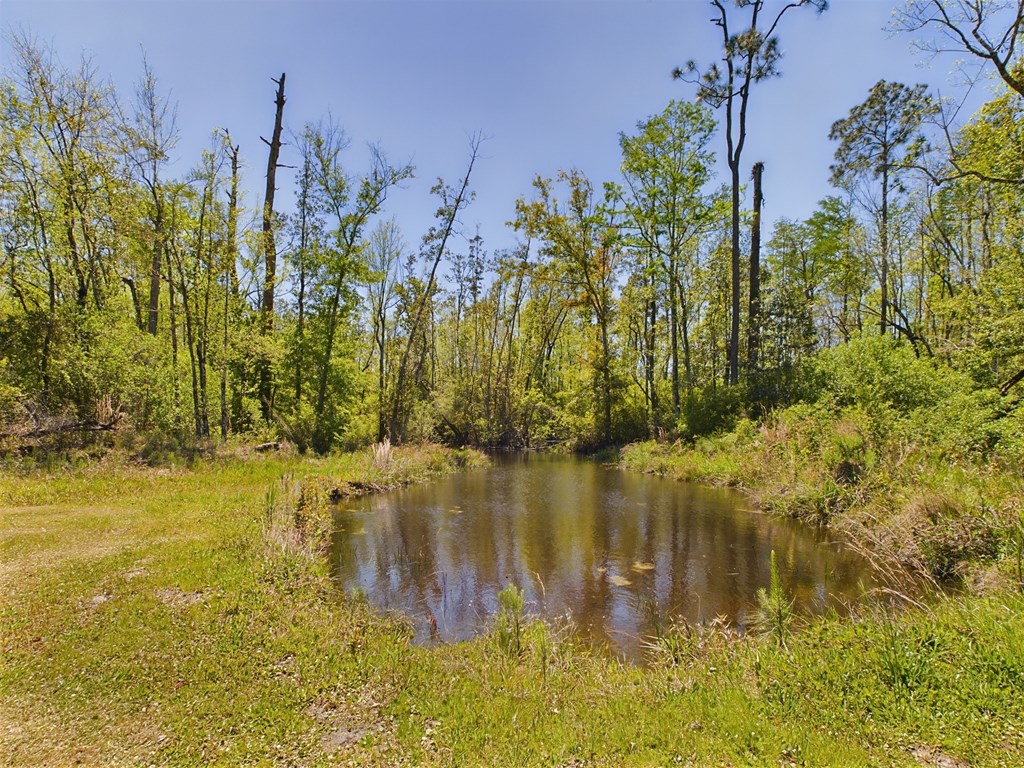 Small pond bordered by grassy banks and dense woodland.