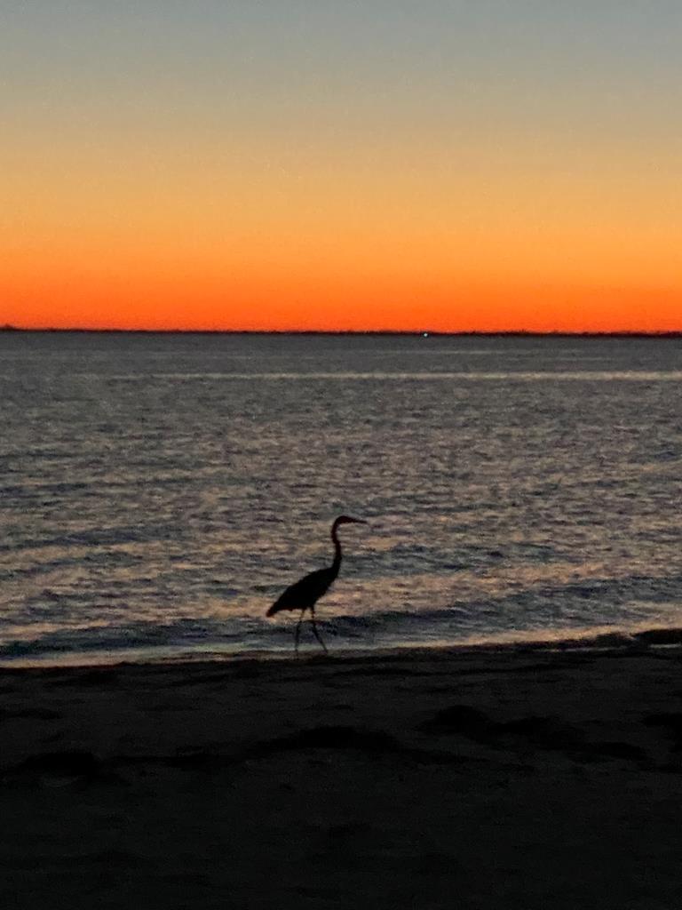 Ocean at sunset with a silhouetted shorebird standing on the beach.