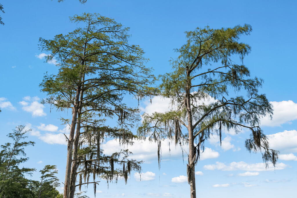 Wooded lot with tall Spanish moss-draped trees against a blue sky.