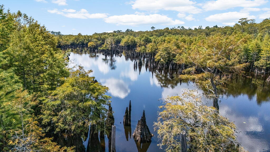 Calm river reflecting clouds, framed by dense trees and cypress trunks rising from the water.
