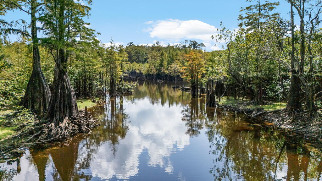 Tree-lined waterway bordered by cypress trees and exposed roots.