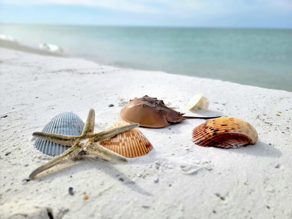 8041 Hwy 98 W, Port St. Joe 32456