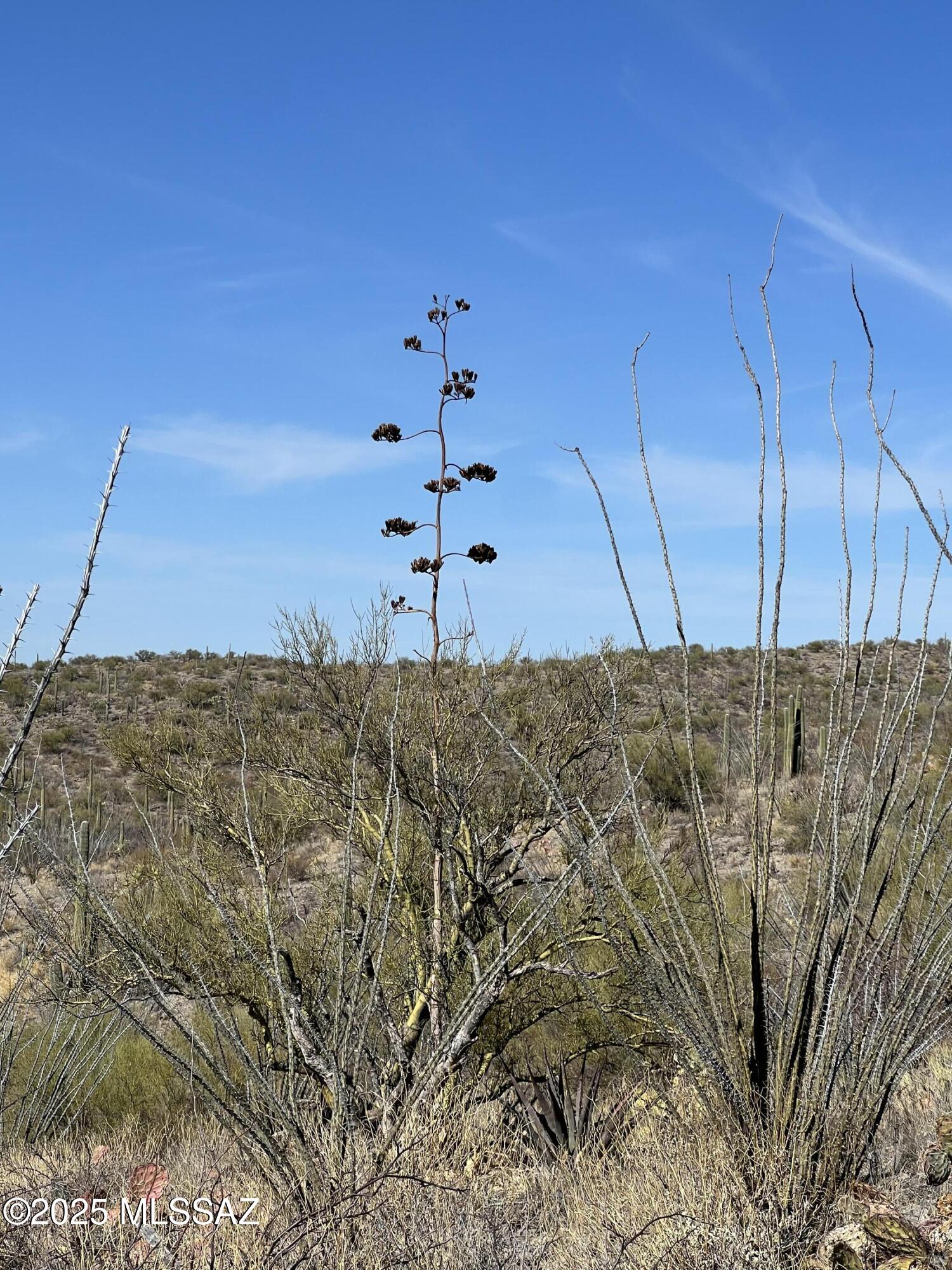 Desert property with scrub and cacti beneath a blue sky, with a tall flowering agave stalk.