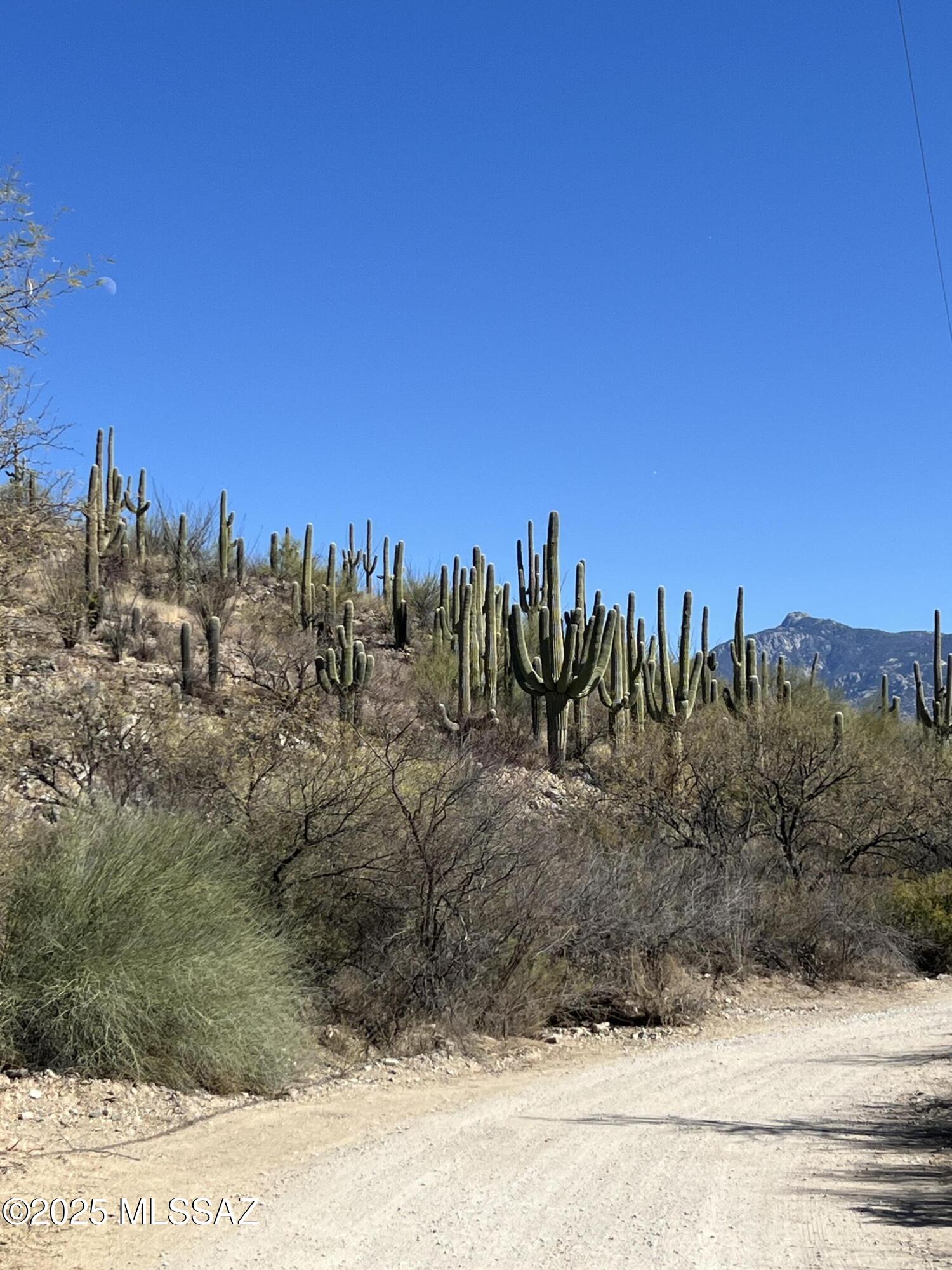Desert property with tall saguaro cacti, a dirt road, and distant mountain views.