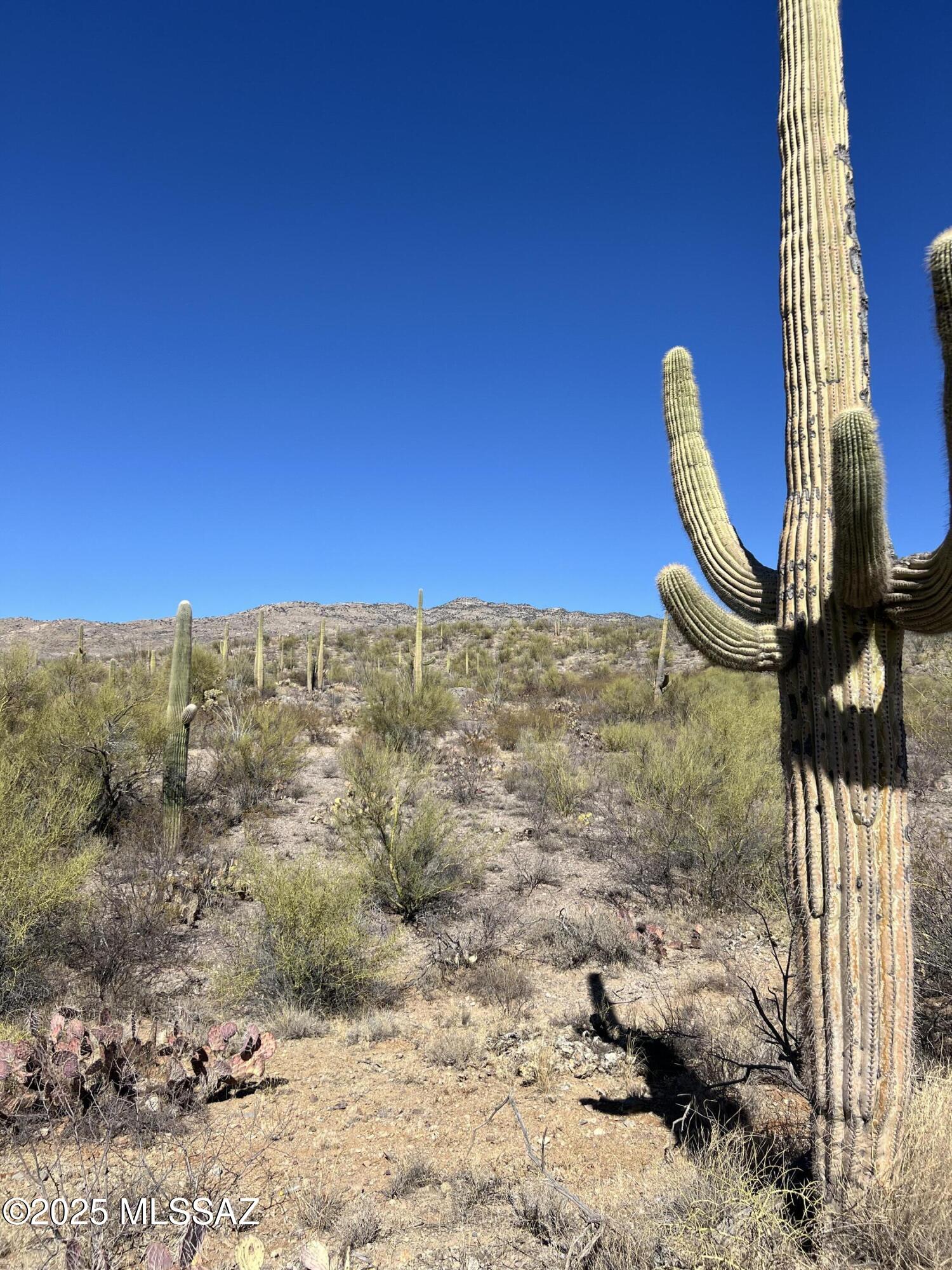 Sonoran desert land with prominent saguaro cacti, rocky ground, and low hills in the distance.