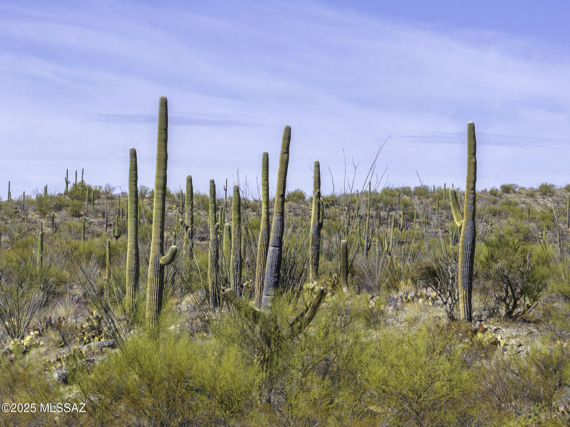 Desert property with tall saguaro cacti, scrub vegetation, and rocky ground.