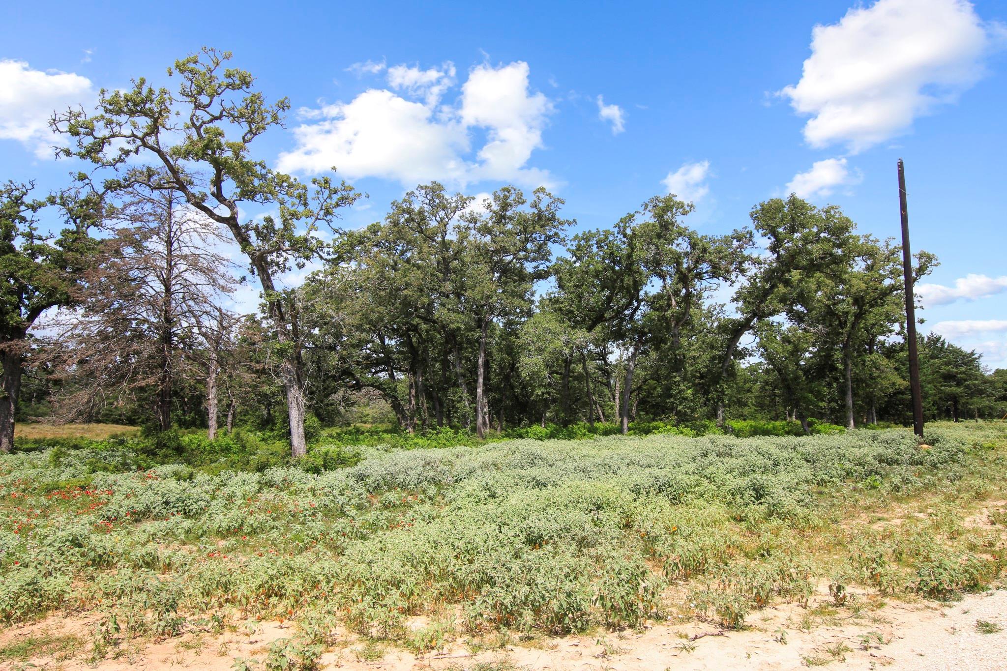 Tract 14 The Ranches at Woodland Trail