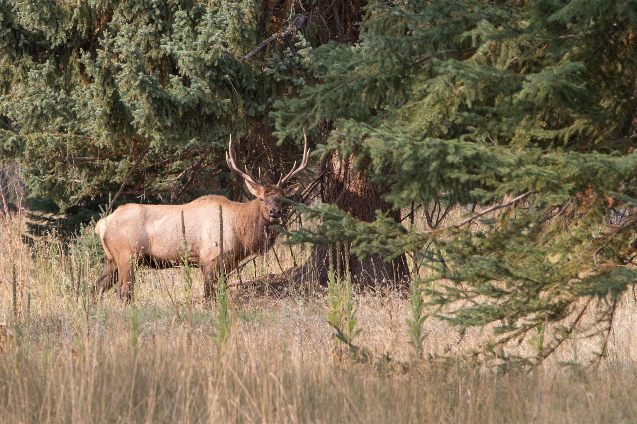 159,169,179 Painthorse Trail