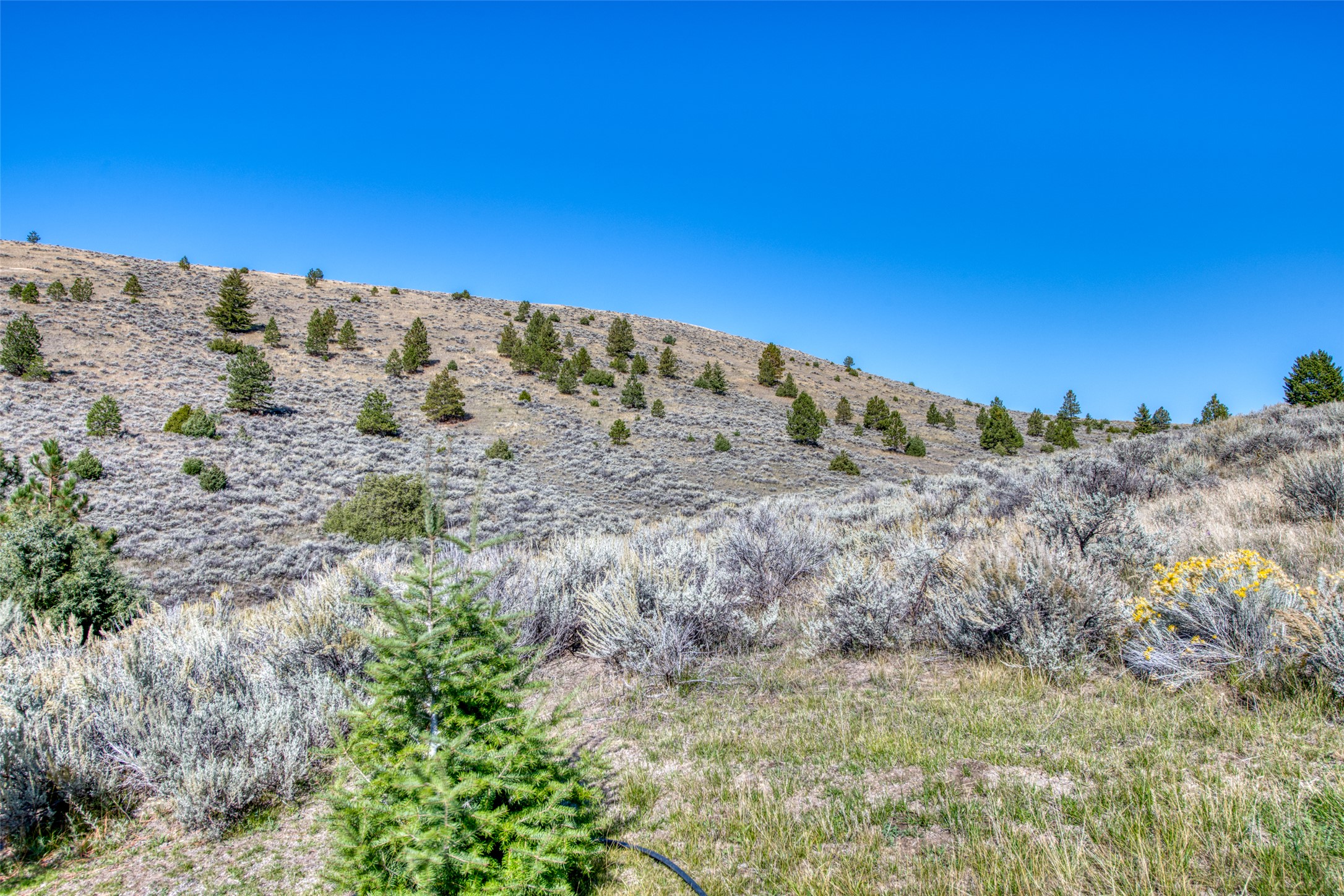 2223 Blue Sage Trail