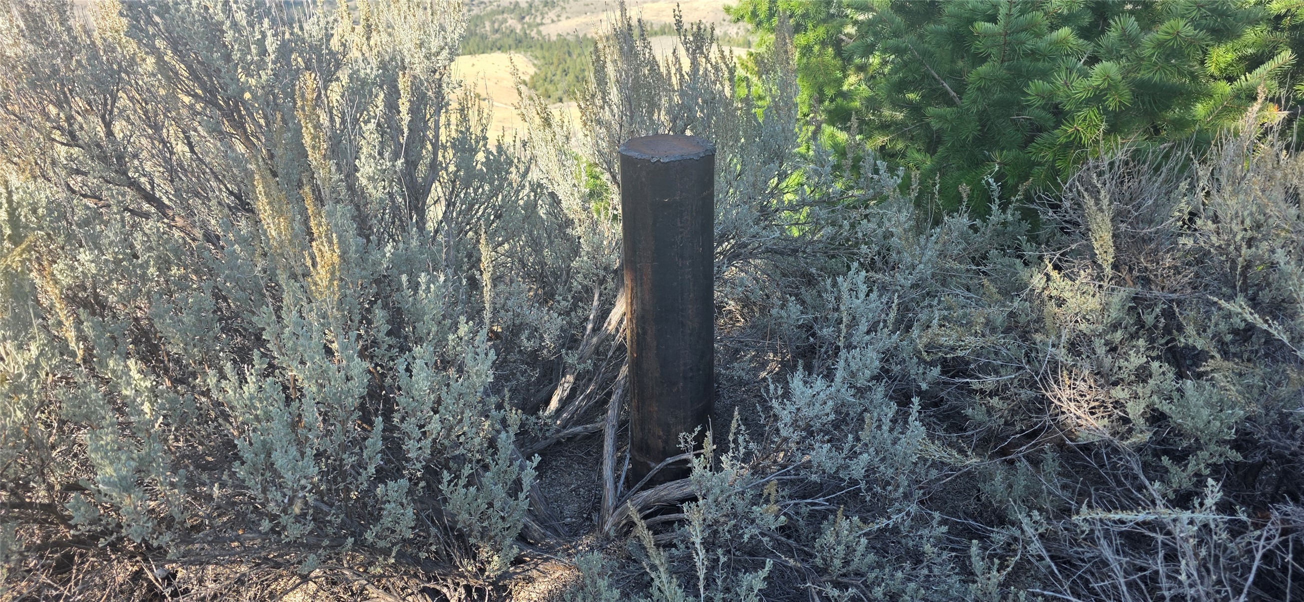 Sagebrush-covered lot with a dark cylindrical post among the shrubs and evergreen trees behind it.