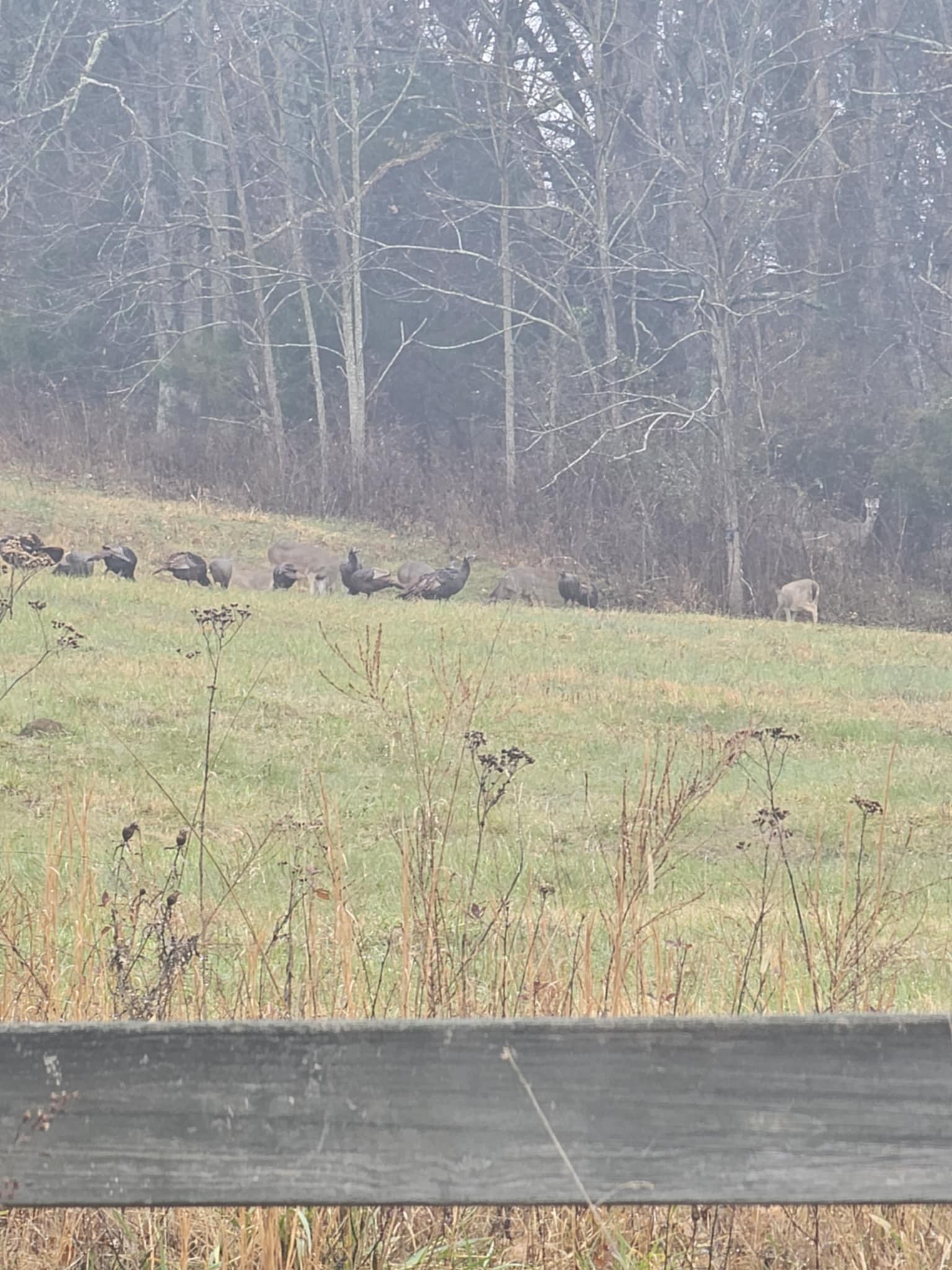 164 Cooper Branch Rd