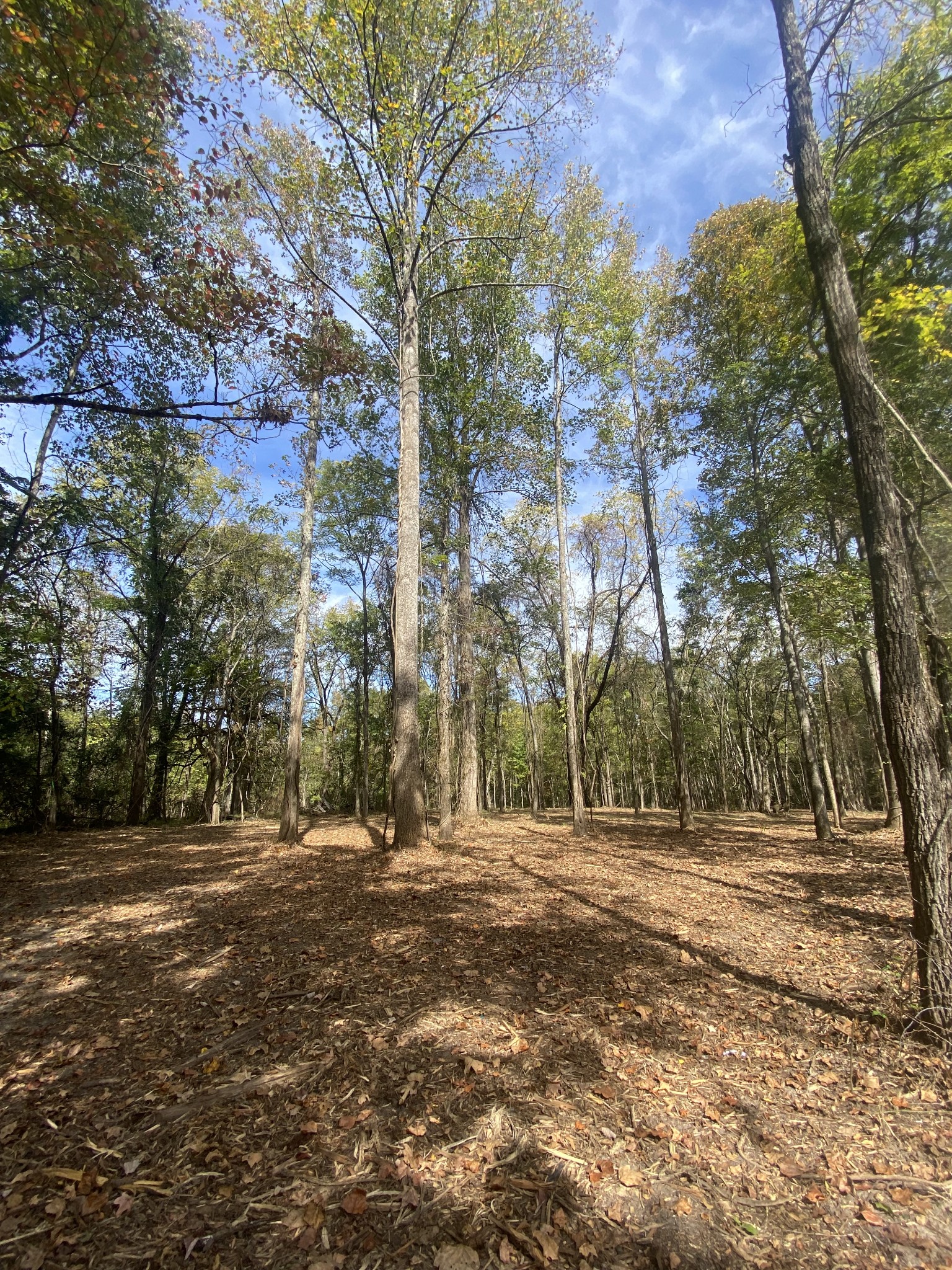 0 Newt Vanattia Rd