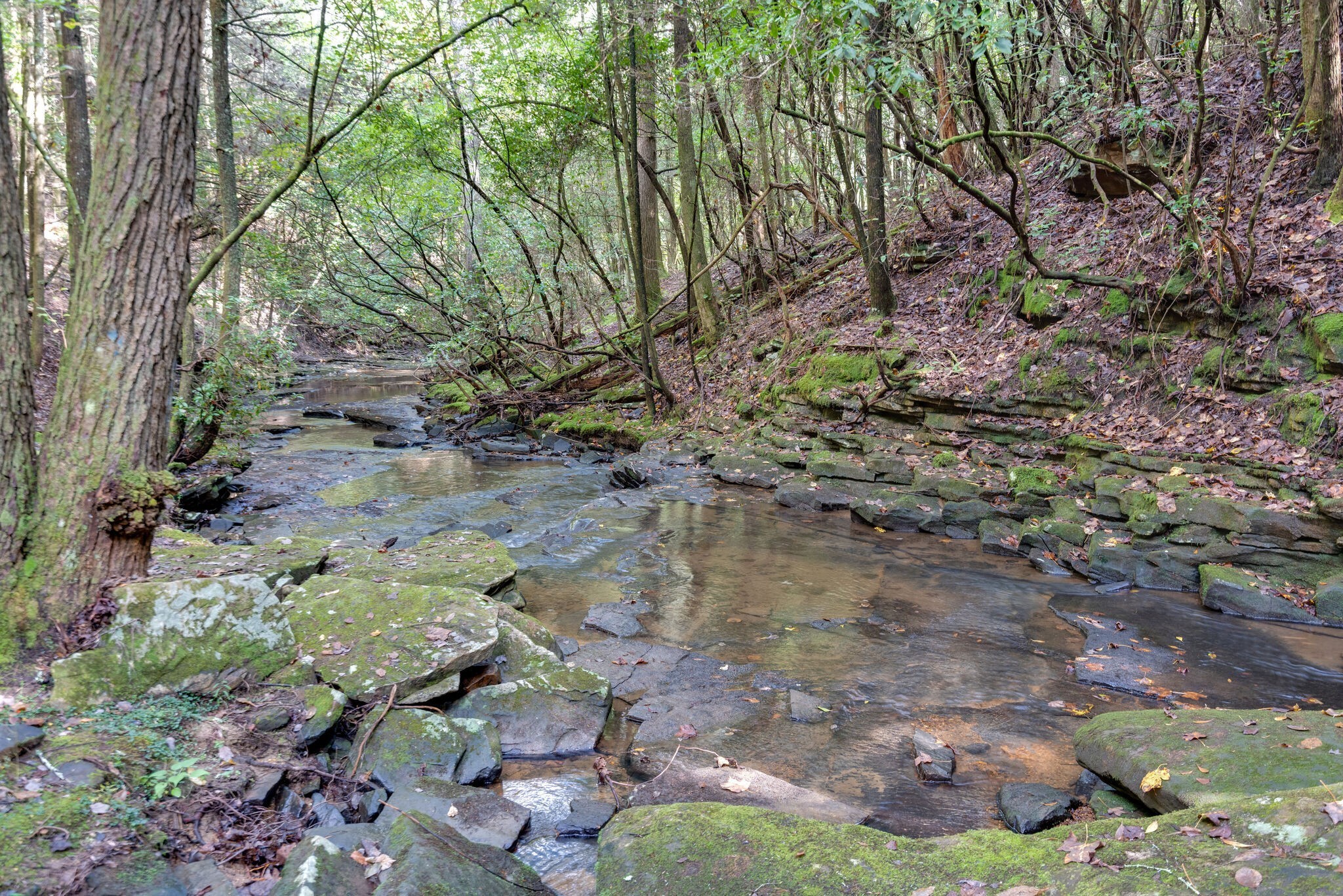 238 Mountain Laurel