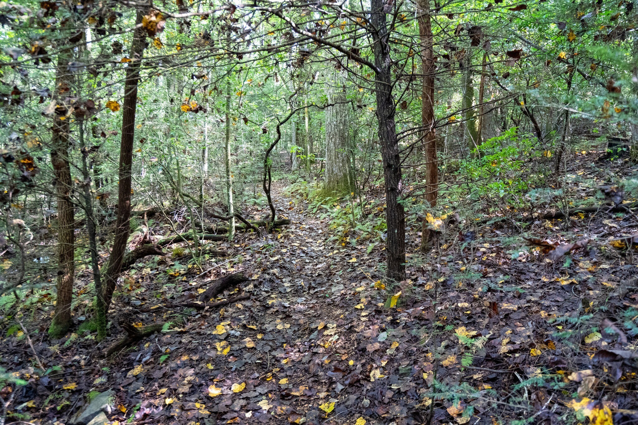 238 Mountain Laurel