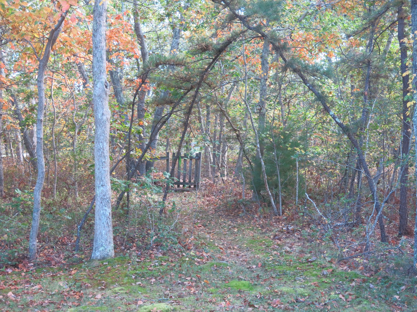 34 Pine Lane