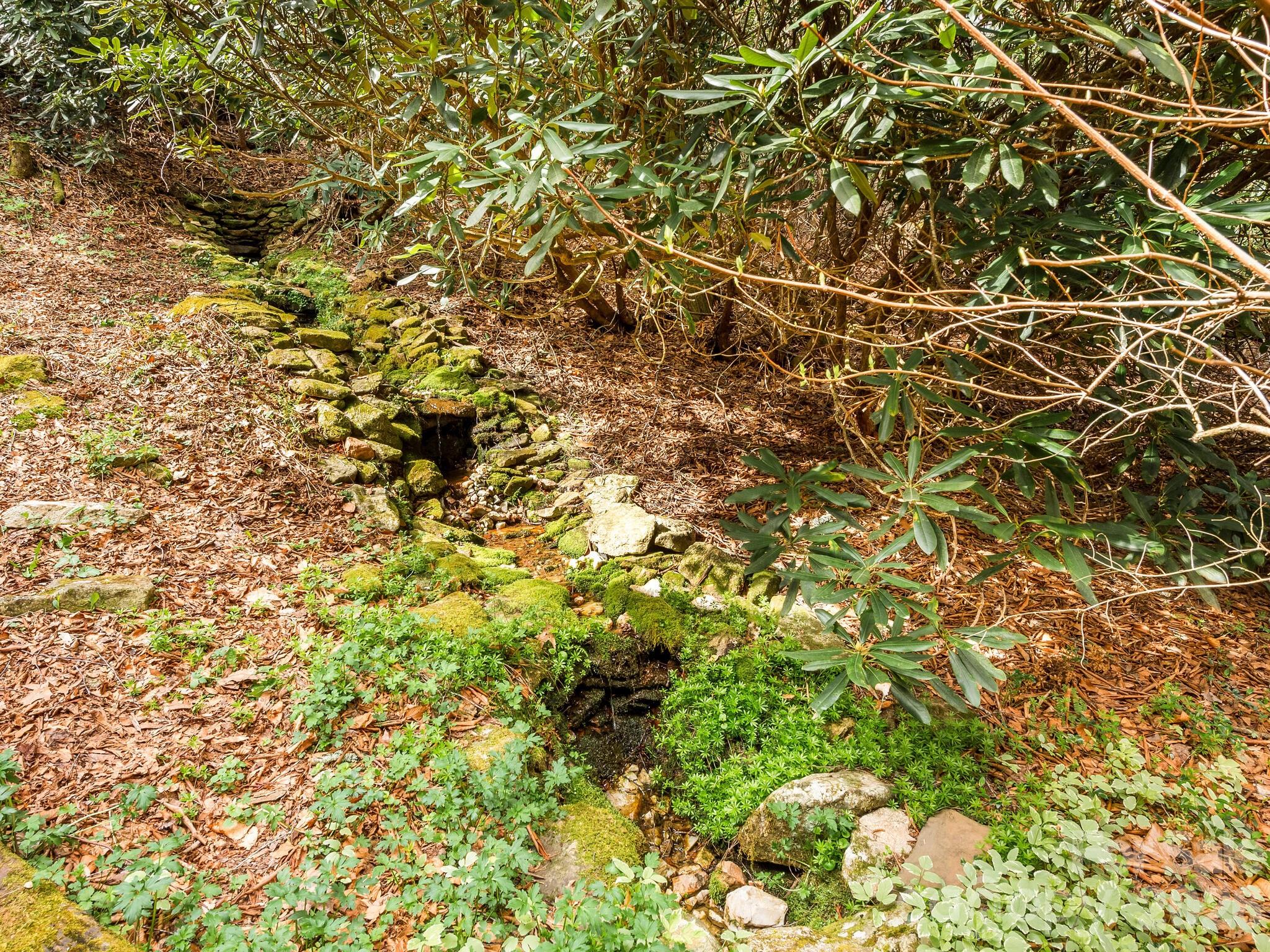 Small creek winding between mossy stones beneath dense shrubs.