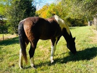 81 Jockey Hollow Drive