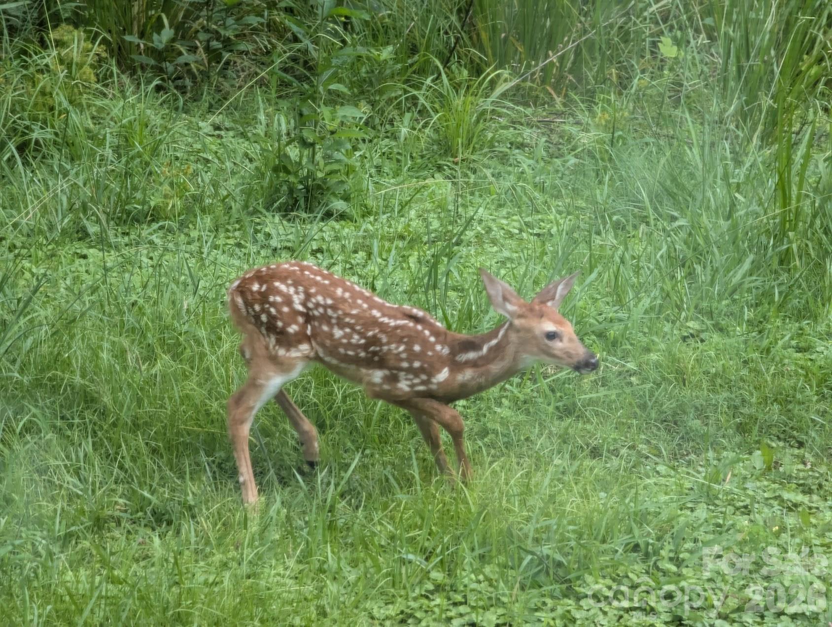 1105 Griffin Branch Road