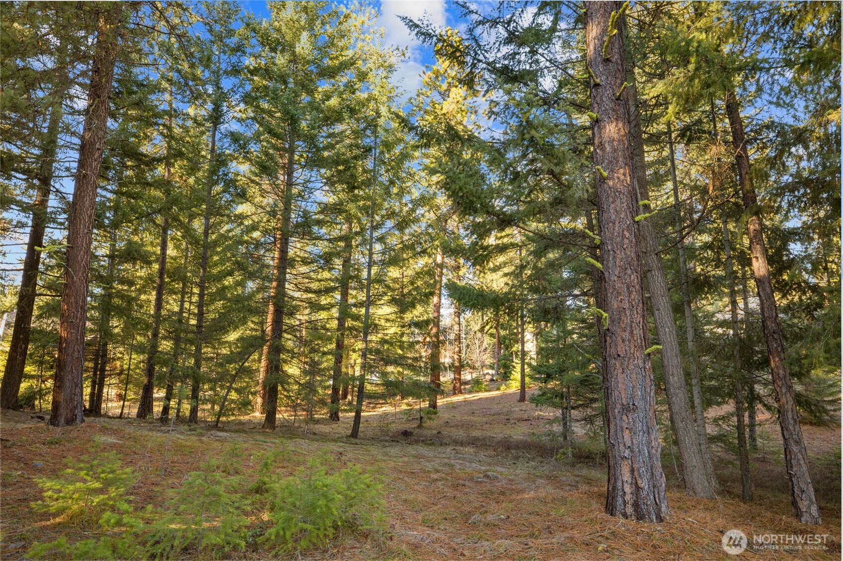 150 Bunchberry Court