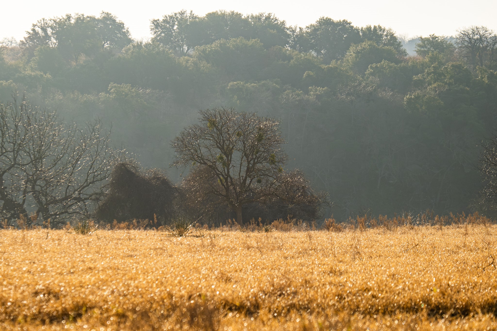 Lot 133 Brazos Mountain Ranch