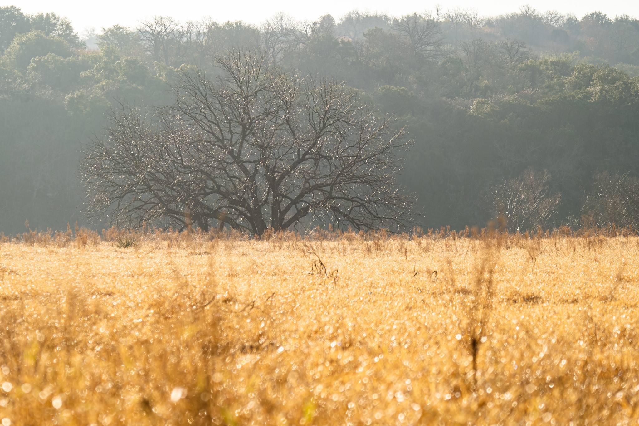 Lot 133 Brazos Mountain Ranch