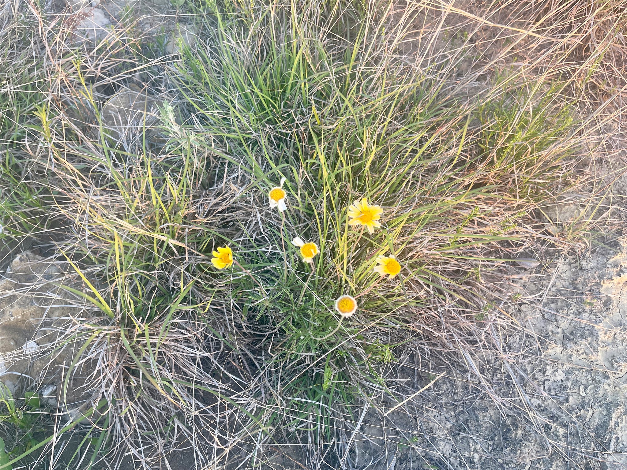 Lot616 Caprock Court