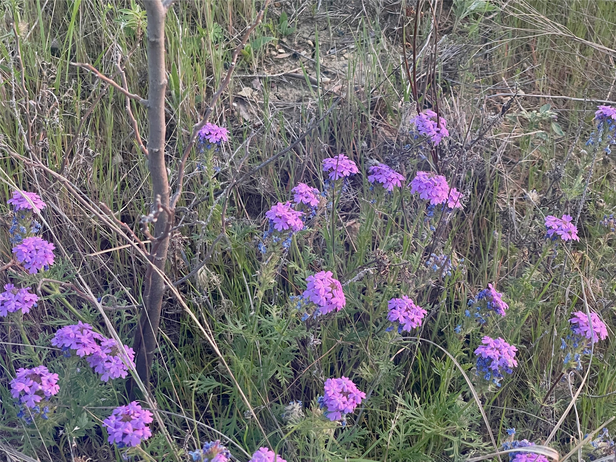 Lot616 Caprock Court