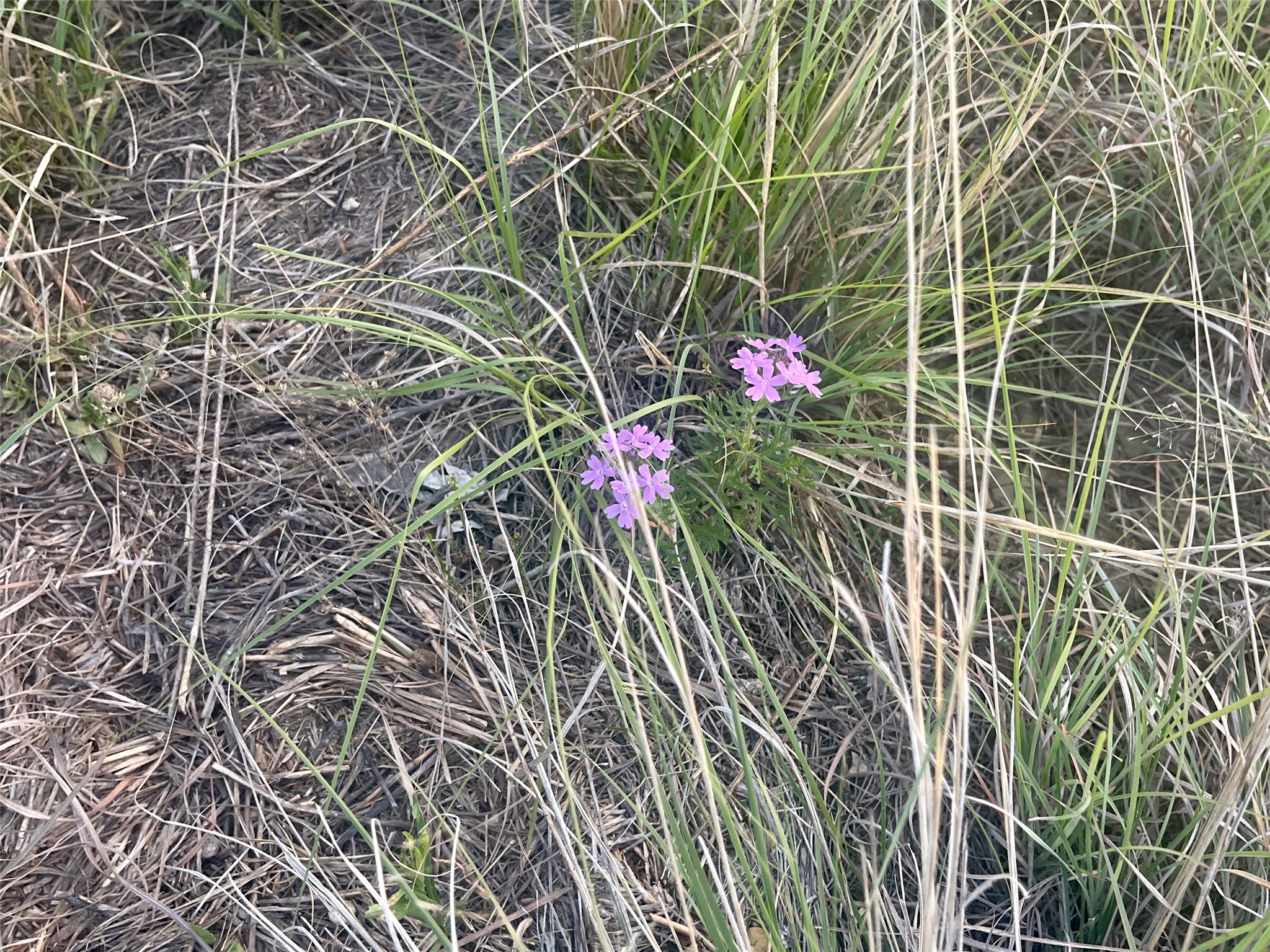 Lot616 Caprock Court