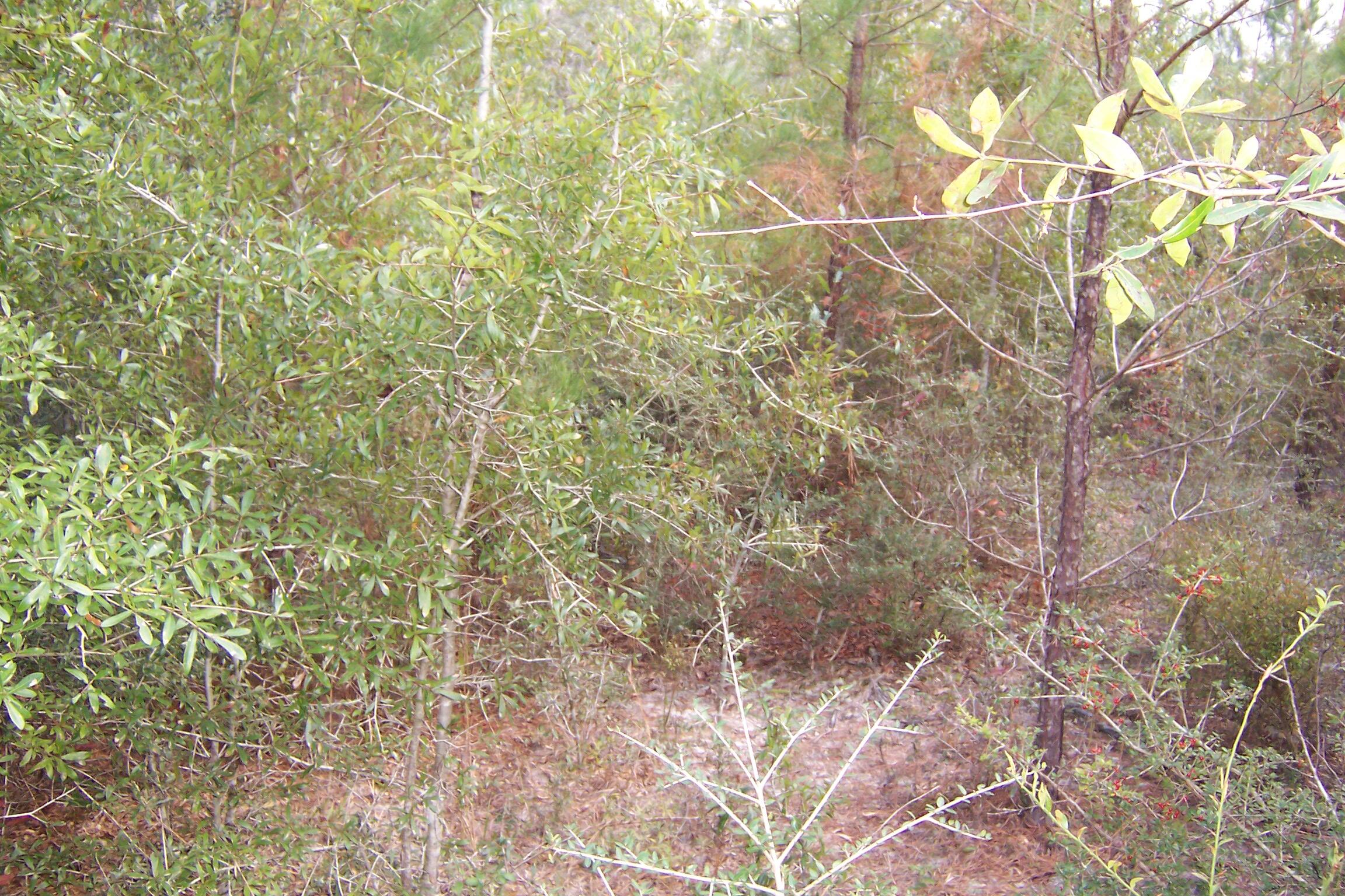 463 Caswell Drive, DeFuniak Springs