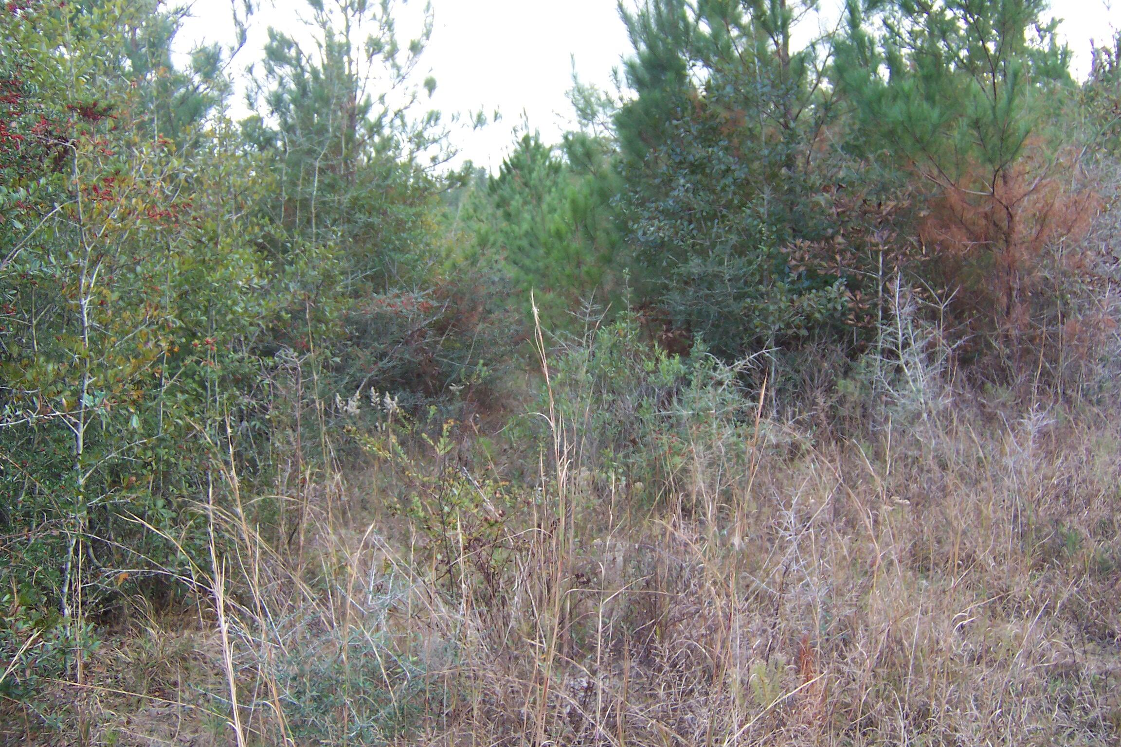 463 Caswell Drive, DeFuniak Springs