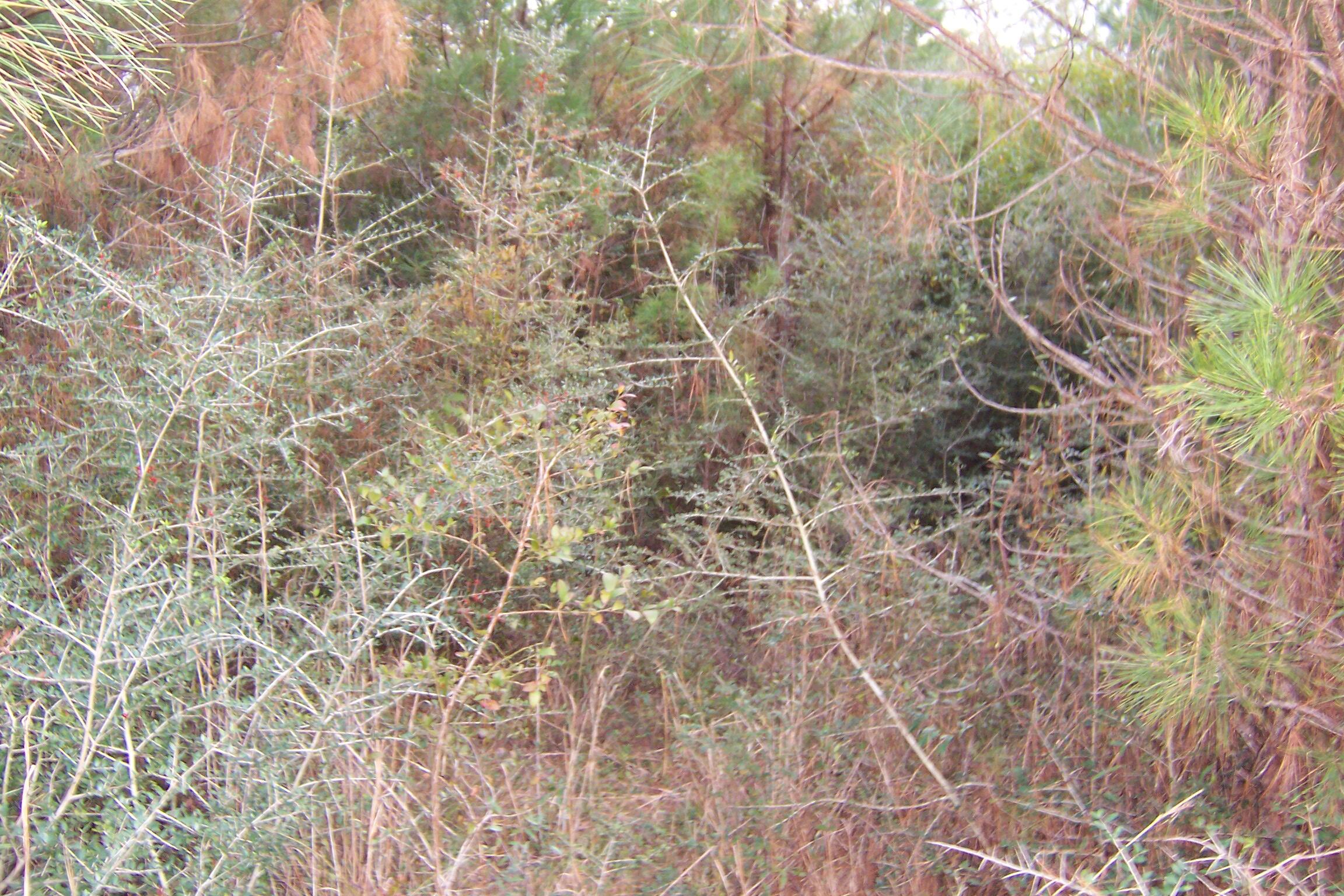 463 Caswell Drive, DeFuniak Springs