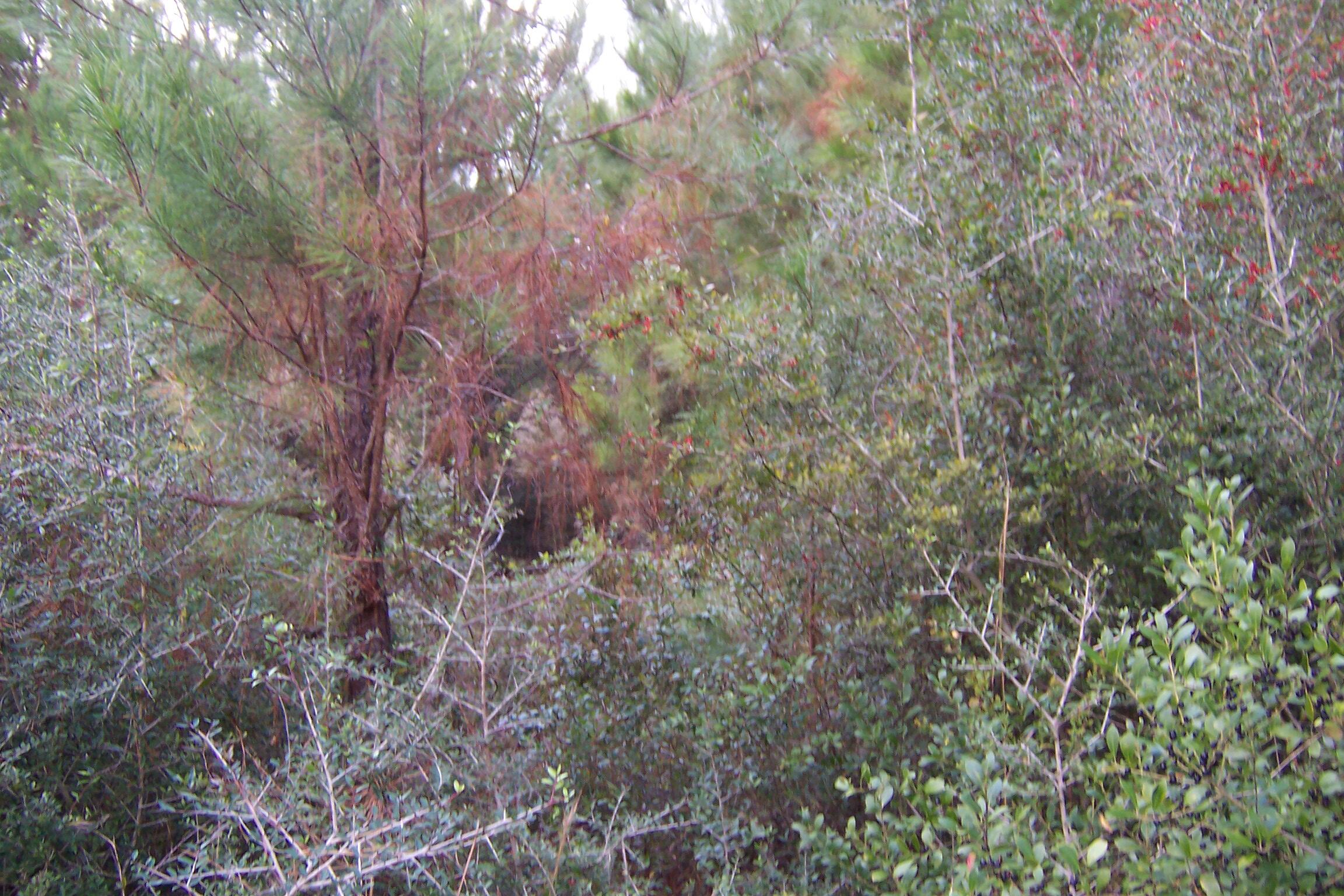 463 Caswell Drive, DeFuniak Springs